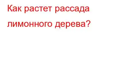 Как растет рассада лимонного дерева?